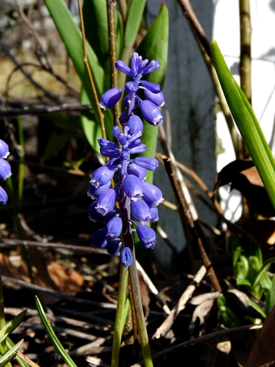 {Muscari botryoides}